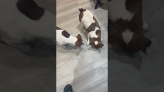 Rat training  any beginners watching my channel this is how we role [upl. by Rebna]