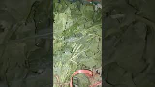 Benefits of spinach Spinacia oleracea🥬 [upl. by Fita]