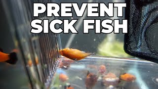 How To Quarantine Your Fish [upl. by Alvina]