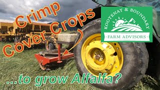 Crimping Cover Crops  to grow Alfalfa [upl. by Abraham914]