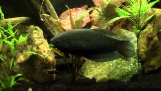 Snakeskin Gourami with Syno Eupters [upl. by Peterson485]