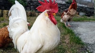 Whos the boss Leghorn rooster protecting his Alfa status against younger rooster Rooster fighting [upl. by Dermott]