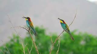 beeeater Merops apiaster  NATANZ [upl. by Halimaj]