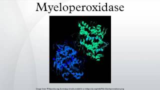 Myeloperoxidase [upl. by Kcid828]