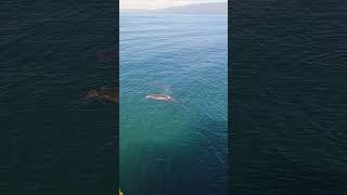 Humpback Whales youtubeshorts whale [upl. by Nnairak840]