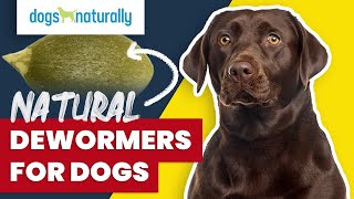 Natural Dewormers For Dogs [upl. by Bear]