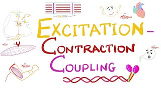 Excitation Contraction Coupling  Muscle Physiology 💪 [upl. by Rudie472]