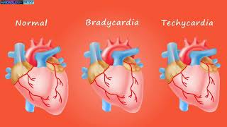 About Heart Beat Normal Bradycardia and Techy cardia [upl. by Aivirt]