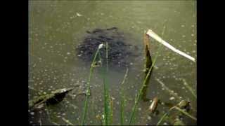 school of baby bullhead fish [upl. by Artie]