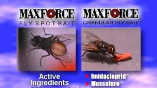 Kill Flies in 60 Seconds  Maxforce Fly Spot Bait [upl. by Eikcid471]