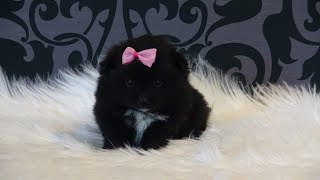 Pomeranian Zwergspitz Welpen mit 4 Wochen WERBUNG wwwwelpenvermittlunghundeat [upl. by Ycnuahc]