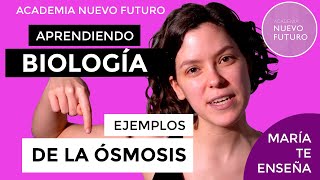 Ejemplos de osmosis en la vida cotidiana Biologia entiéndelo y aprueba [upl. by Moule]