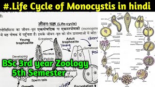 Life Cycle of Monocystis in hindi  BSc 3rd year Zoology 5th Semester [upl. by Htims910]