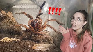 GIANT Goliath Tarantula Eats unalive MOUSE Feeding My Tarantulas [upl. by Higginbotham]