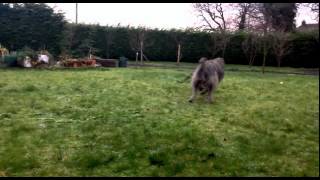 Deerhound pup rough em up [upl. by Cochran]