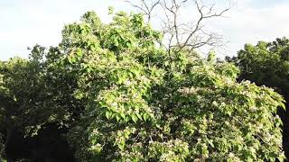 Beautiful Catalpa Tree [upl. by Llerrehc541]