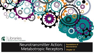 Chapter 12  Metabotropic Receptors [upl. by Dinnage]