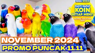 PROMO KILAT TIAP JUMAT LOVEBIRD PAKET TERMURAH [upl. by Zavras788]