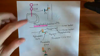 Synchronous and Asynchronous Neurotransmitter Release Part 3 [upl. by Bettine]