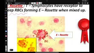 شرح عملي المايكرو الثاني immune assay سارة سامي [upl. by Michael]