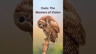 Why Do Owls Turn Their Heads Almost 360 Degrees [upl. by Derrick934]