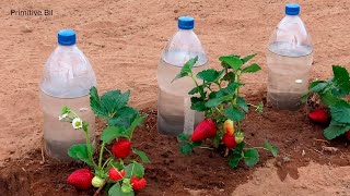 Como hacer riego por goteo con botellas de plástico [upl. by Elias]