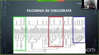 Chelicerata parte 1 Clasificación y filogenia [upl. by Godric390]