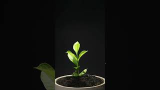 Growing Baobab TreeAdansonia digitata From Seed  76 days Time Lapse [upl. by Allwein]