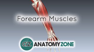 Forearm Muscles Part 1  Anterior Flexor Compartment  Anatomy Tutorial [upl. by Assiroc]