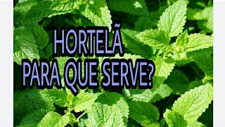 Hortelã serve pra quê [upl. by Halpern]