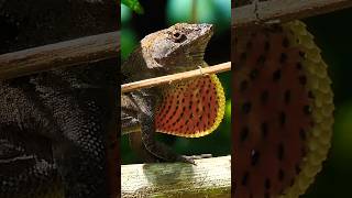 Brown Anole Lizard Closeup • shorts short lizard reptiles animals wildlife nature beautiful [upl. by Alledi567]