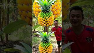 Survival Skills grafting Pineapple Fruit Banana fruit survival fruit banana Pineapple shorts [upl. by Lynnell]