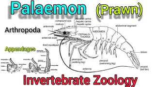 Palaemon prawn in hindi  Appendages of Prawn  aarthropoda [upl. by Franklin414]