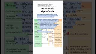 Autonomic dysreflexia [upl. by Marilla]