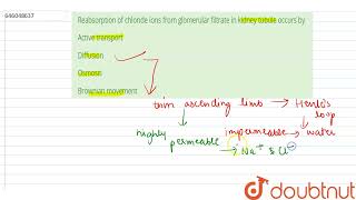 Reabsorption of chloride ions from glomerular filtrate in kidney tubule occurs by  12  EXCRETO [upl. by Nerra]