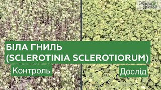 Біла гниль Sclerotinia sclerotiorum  біофунгіцид Склероцид і біодеструктор Екостерн  БТУЦЕНТР [upl. by Ilyk]