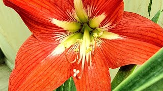 Red Amaryllis Lily bulbous Reporting and dividing bulbs Care after flowering [upl. by Vokay584]