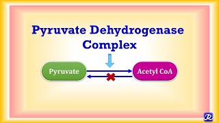 10 Pyruvate Dehydrogenase Complex  Carbohydrate Metabolism 10  Biochemistry  NJOY Biochemistry [upl. by Gabriellia255]