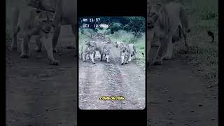 Poor lion cub and lion king revenge wildanimals lion animal youtubeshorts [upl. by Ardnic]