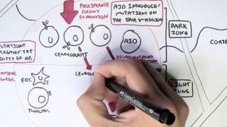 Immunology  Adaptive Immunity B cell Activation Hypermutation and Class Switching Overview [upl. by Naor]