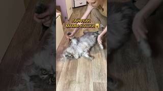 ЛАЙФХАК МАМЫКОШКИ ☺️🦭 котантоха чешу кота [upl. by Grevera]