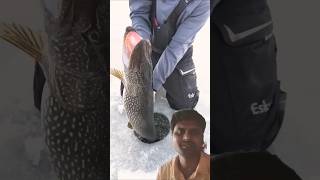 Ice fishing fishing fish icefishing ice bigpike everyone shorts viralvideo viralshorts fsh [upl. by Hazlip]