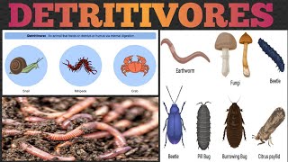 DETRIVORES   DIFFERENCE BETWEEN DETRIVORES amp DECOMPOSERS  TROPHIC LEVEL  Education Notes [upl. by Wilkins]