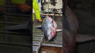 25 meter Porbeagle shark íslHámeri porbeagle shark fishing northatlantic ocean [upl. by Nertie]