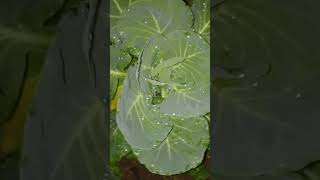 Watching cabbage growing at night [upl. by Pansie]