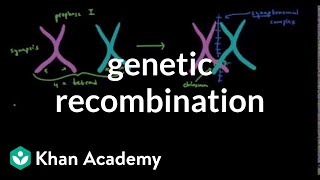 Genetic recombination 1  Biomolecules  MCAT  Khan Academy [upl. by Vidda852]