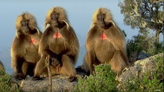 Defending a Monkey Harem  Clever Monkeys  BBC Earth [upl. by Naahsar]