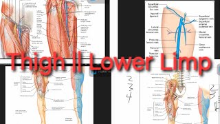 Femoral NerveArteryVein Profunda femoris Artery  Saphenous Nerve  Lower Limp [upl. by Blase]