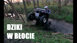 Dziki w błocie CF MOTO 500  HONDA TRX 500  LINHAI 300 [upl. by Cathi]