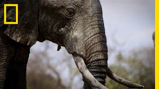 How I Got Arrested Working to Save Elephants  National Geographic [upl. by Norwood]